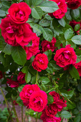 A bunch of beautiful red roses on a bush in the garden.