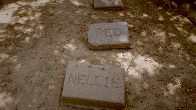This video shows an outdoors old pet cemetery graveyard for dogs with names like "Nellie" and "Red" on the tombstones.
