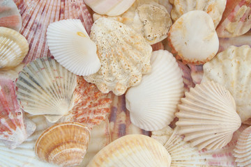 Mixed colorful tropical seashells background