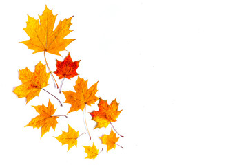 Naklejka na ściany i meble isolated golden autumn leaves on white background