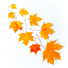 Naklejka na ściany i meble isolated golden autumn leaves on white background