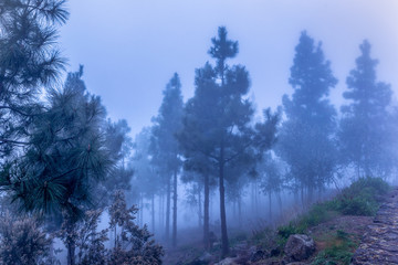 forest in bleu fog, black shadows of pine  trees, bleu mysterious sky and nature, beautiful cold colors
