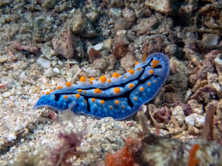 A Celestial Phyllidia (Phyllidia coelestis) nudibranch