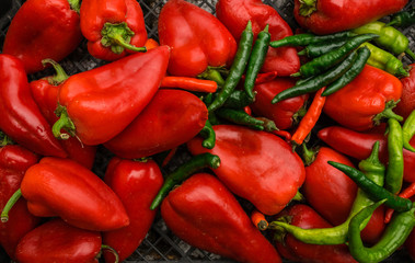 Red pepper on green peppers background. Chilli pepper.