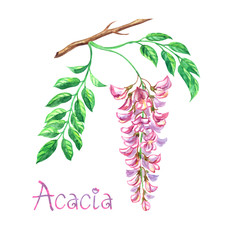 A branch of a blooming pink acacia(Robínia pseudoacácia), honey tree with the inscription "Acacia" watercolor painting on a white background, isolated.
