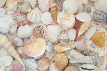 Colorful seashell background, lots of different tropical seashells piled together