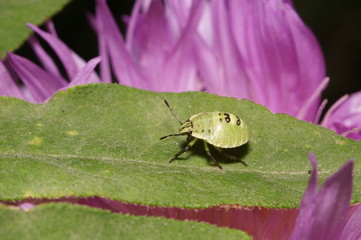 Молодой жук