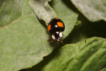 Любопытный жук