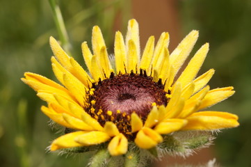 Благоухание