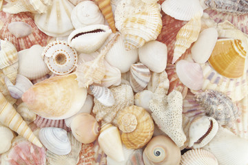 Seashell collection, seashells piled together