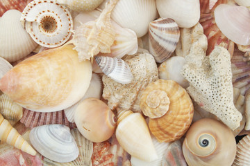 Seashell background, Different sea shells piled together