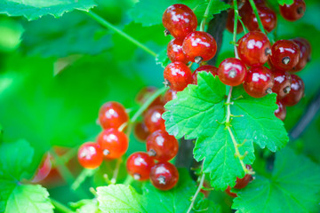 branch of red currant with green leaves close up