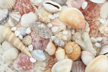 Seashells as background, sea shells collection