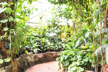 Fototapeta na wymiar path walk way in a tropical greenhouse with blurred background