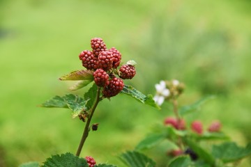 Blackberry contains a lot of polyphenols such as anthocyanins and is a fruit that helps prevent adult diseases.