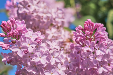 Fototapeta na wymiar Floral background made of blooming lilacs. Macro view of purple blossom bush. Five petal flower lilac. Springtime and summer concept. Space for text.