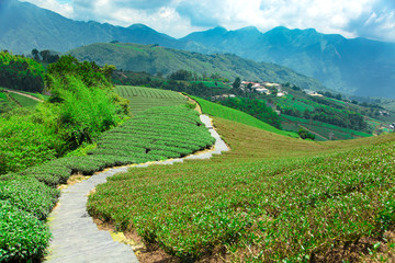 tea plantation with valley .Taiwan.
