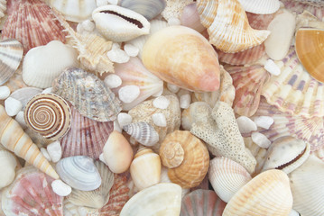 Mixed seashells and white stones as background
