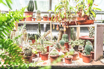 Fototapeta na wymiar Cacti growing in pots in a greenhouse