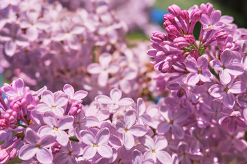 Floral background made of blooming lilacs. Macro view of purple blossom bush. Five petal flower lilac. Springtime and summer concept. Space for text.