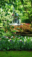 Fototapeta na wymiar Stunning spring landscape, famous Keukenhof garden with colorful fresh tulips, Netherlands, Europe