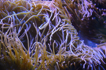 Naklejka na ściany i meble Coral in the Berlin Aquarium, Germany