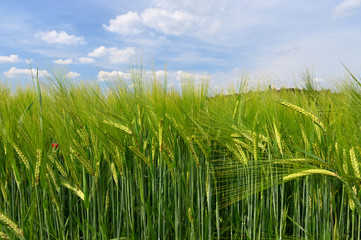Beautiful young green wheat field. Natural colorful summer background for agriculture.