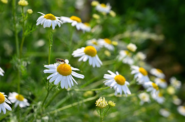 Beautiful flowering flowers - marguerites. Summer natural colorful background.(Leucanthemum Mill)