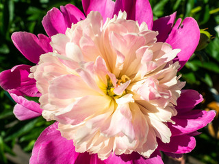 Bright pink peony from above