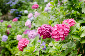 梅雨のあじさい