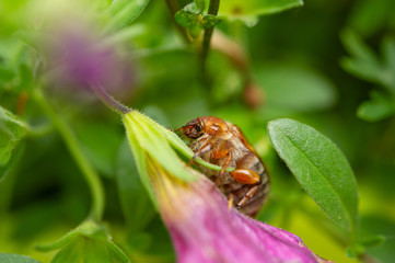 Summer chafer in green leaves. European june beetle on flower.