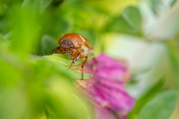 Summer chafer in green leaves. European june beetle on flower.