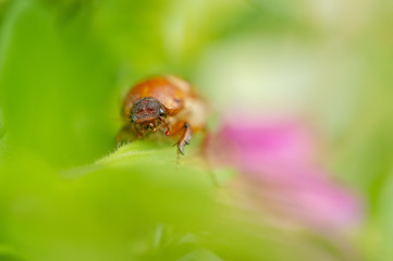 European june beetle on flower. Summer chafer in green leaves. Amphimallon solstitiale.