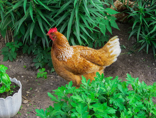 A bright live red chicken walks through the grass.