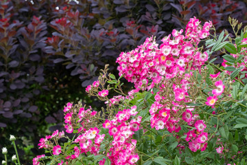 Obraz premium Rosa 'Mozart' Detail Vollblüte vor Cotinus coggygria 'Royal Purple'