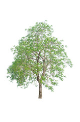 a tree beautiful green leaves and branch isolated on white background cut out with clipping path.