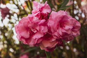 Beautiful pink exotic flowers with lush green leaves on a background of foliage. Delicate rose Bush close-up.