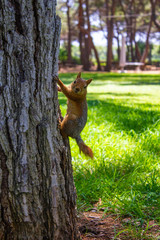 A small red squirrel on a tree trunk against the green grass.Close up.