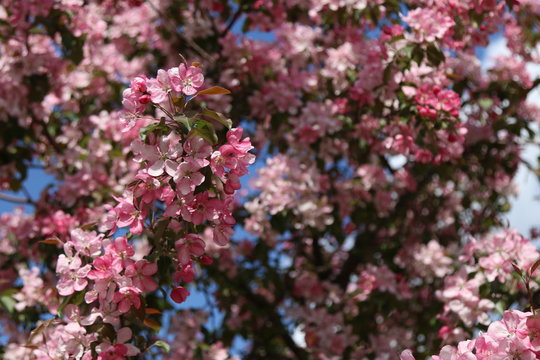 Apple tree with pink flowers 
