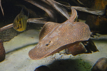 Fototapeta premium Closeup view of Bluespotted Ribbontail Ray