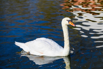 Naklejka premium Beautiful white swan on a pond in the park of Maria Louise. Seville. Andalusia. Spain