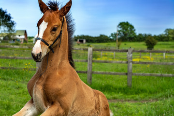 Obraz premium foal rearing up