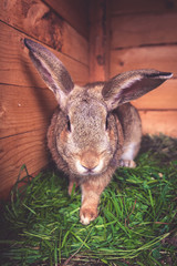 Cute rabbit in a cage natural background. Little bunny portrait Natural adorable bunny