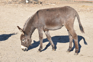 an adult donkey in the yard...
