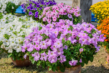 Aubrieta (Aubretia Brassicaceae) flower plant. A sun loving evergreen and perennial flower with small violet, pink or white blooms in early spring to late summer. A very popular for bouquets.