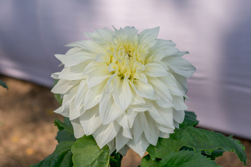White Guldavari Flower plant, a herbaceous perennial plants. It is a sun loving plant Blooms in early spring to late summer. A very popular flower for gardens and bouquets. Copy space room for text.