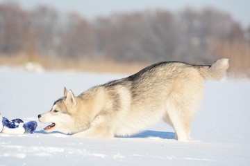 dog in snow