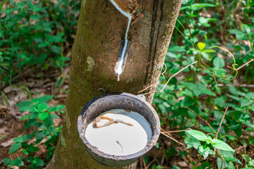 Rubber tree And latex in black cups