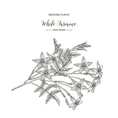 White jasmine. Jasminum officinale flowers and leaves isolated on white background. Medical plants hand drawn. Vector botanical illustration. Black and white.