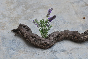 purple lavender blossom lizard on wooden root stone background